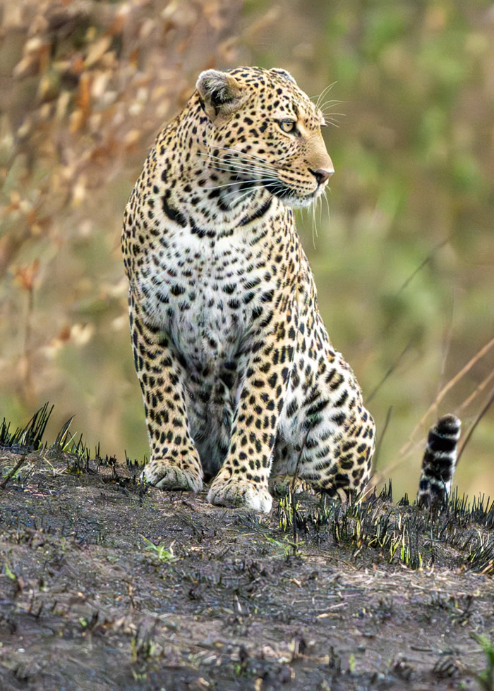 Kenya Safari Package