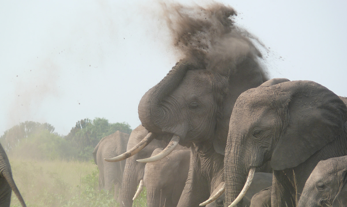 Header Elephants